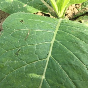 Cover photo for Beneficial Insects in Tobacco