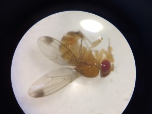 Cover photo for Spotted Wing Drosophila Monitoring Report June 3, 2016