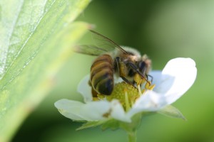 Cover photo for Studying Strawberry Pollination