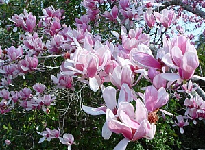 deciduous magnolias