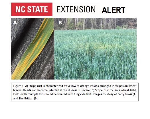 NC Stripe Rust Alert April 2018