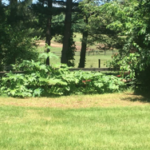 Giant Hogweed in field