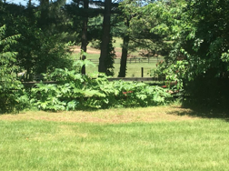 Image of Giant Hogweed in field