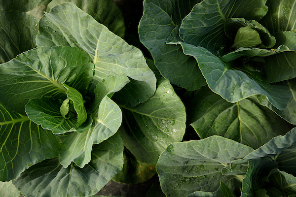 Collard Greens