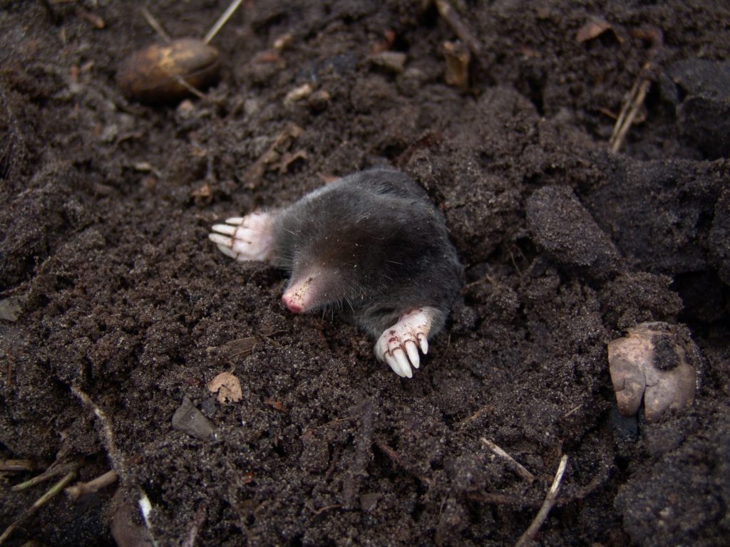 mole in soil