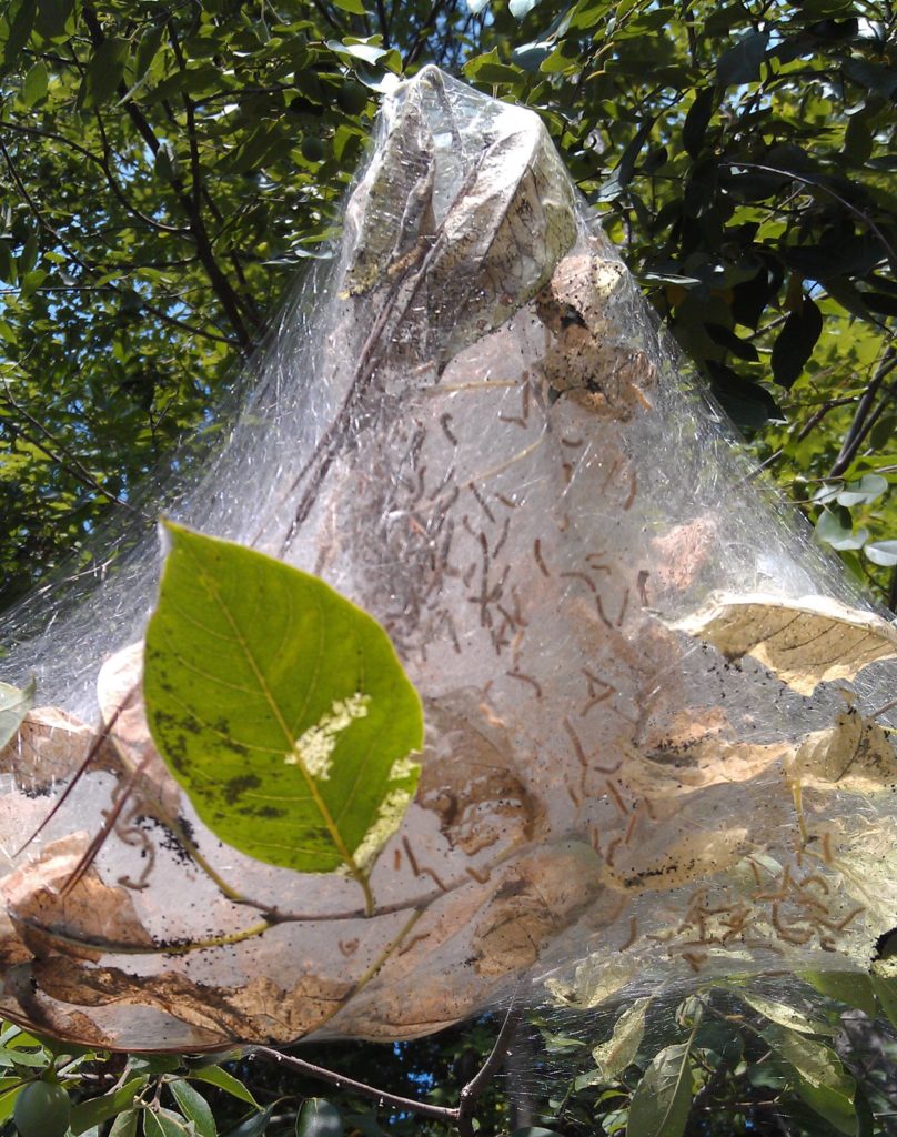 Fall Webworm Nest