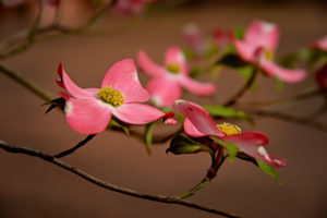 dogwood in bloom