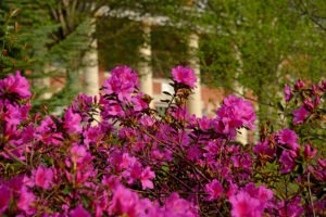 flowering shrub