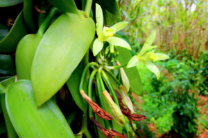 Image of vanilla
