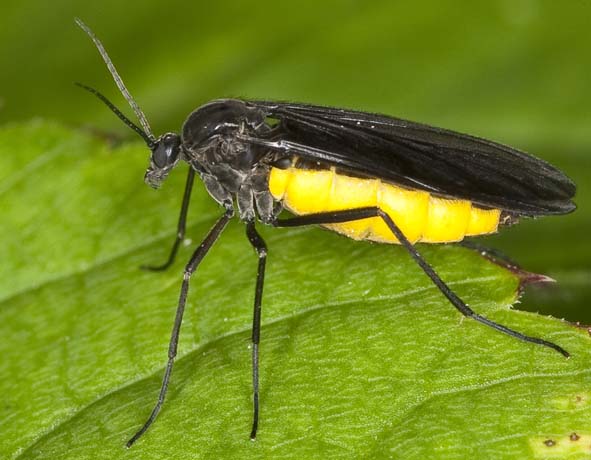 What Do I Know?: Tiny Black Bugs - Fruit Flies or Fungus Gnats?