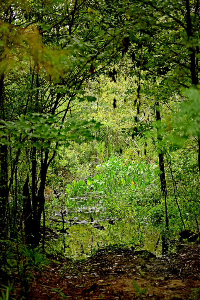 Natural Wetlands | N.C. Cooperative Extension