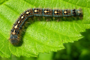 Tent Caterpillar