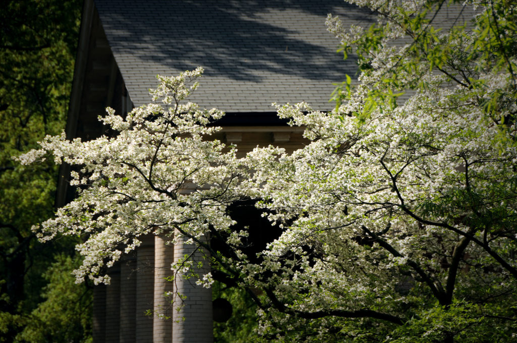 Dogwood Tree in Bloom