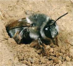 ground bees