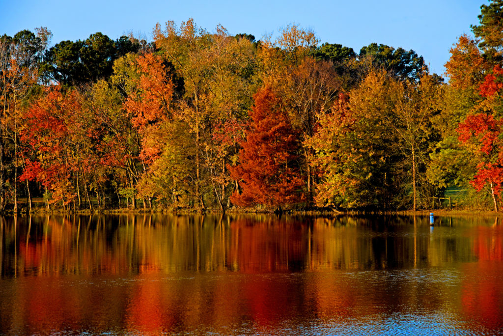 trees with fall leaves