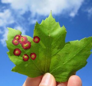 eyespot galls on red maple leaves