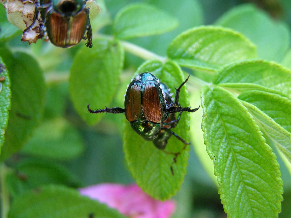 Japanese Beetles on leaves