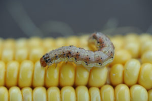 corn earworm on corn