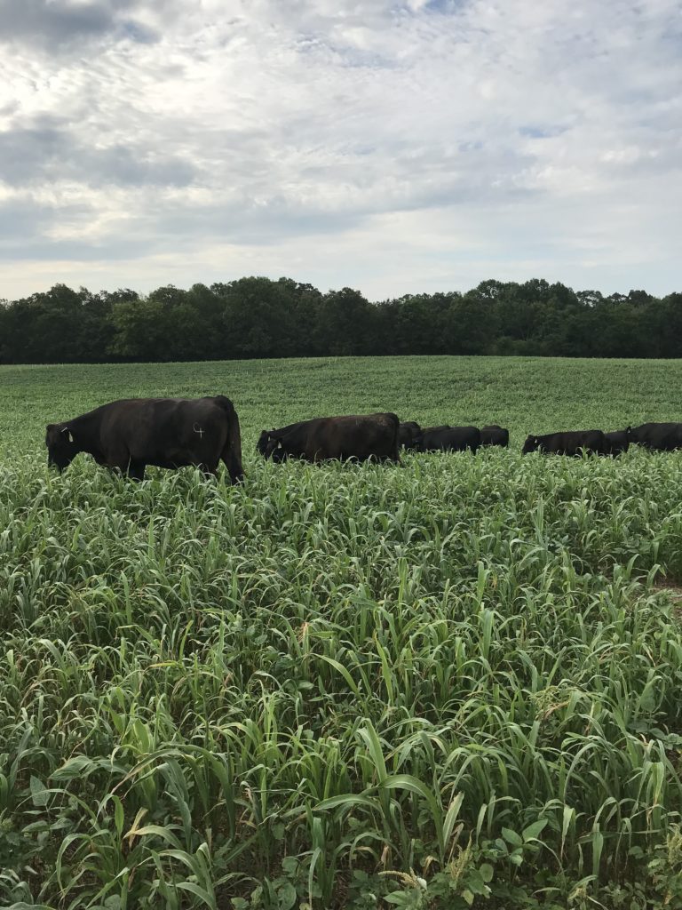 cows grazing in field