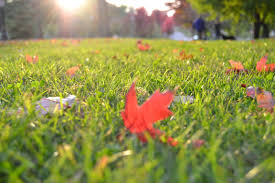 fall leaves on grass lawn