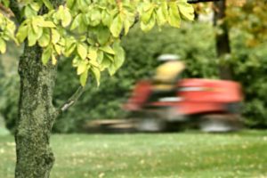 lawnmower landscaping around trees
