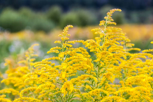 field of goldenrod upclose