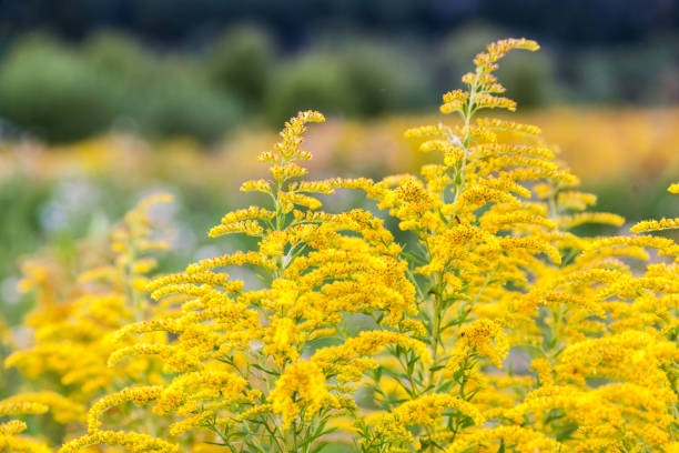 Goldenrod, Harbinger of Fall | N.C. Cooperative Extension