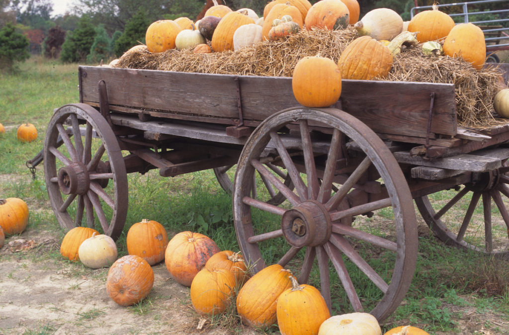 Pumpkins piled in a wooden wagon