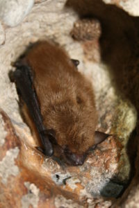 Brown Bat