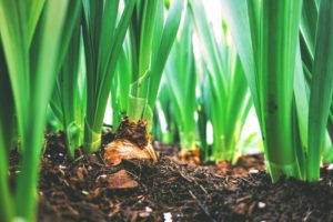 Bulbs sprouting in soil