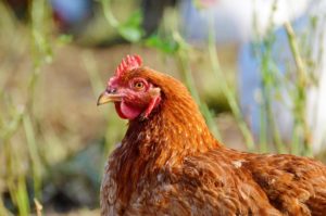 closeup of a hen