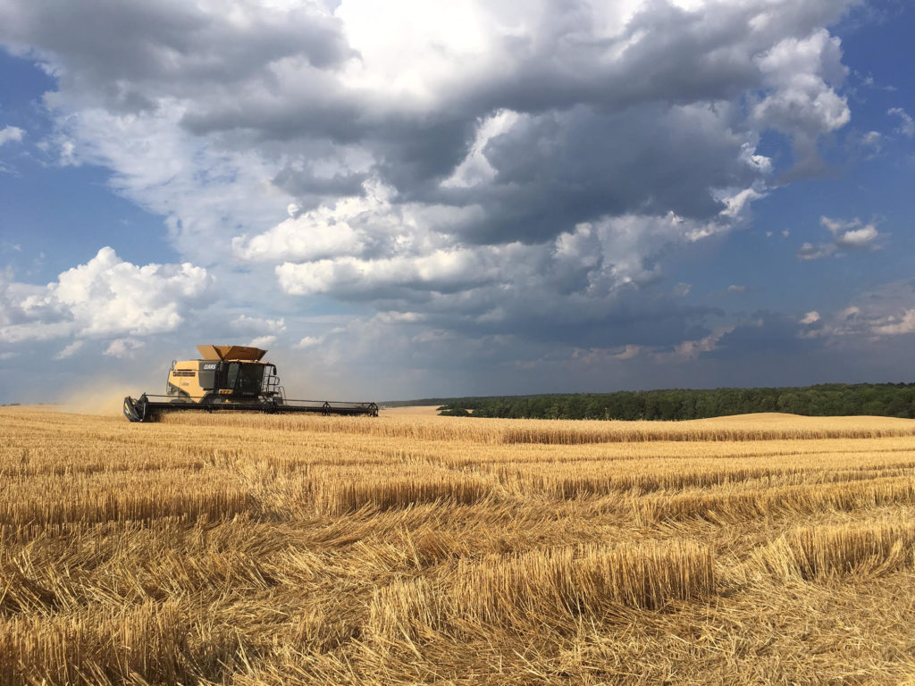 harvesting wheat field in union county
