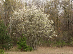 Downy Serviceberry