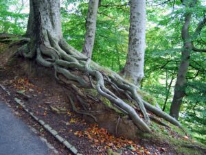 Tree roots