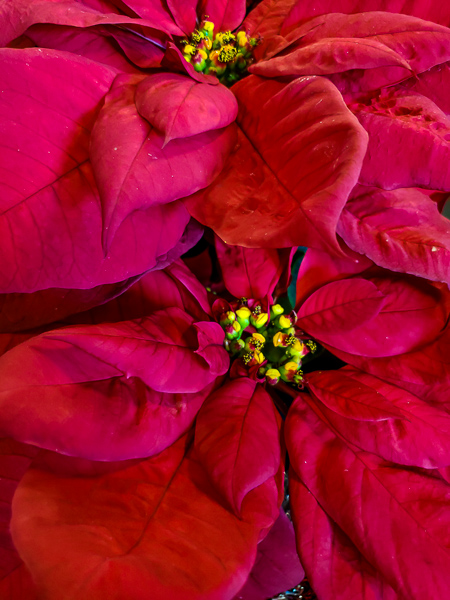 Poinsettia Care  N.C. Cooperative Extension