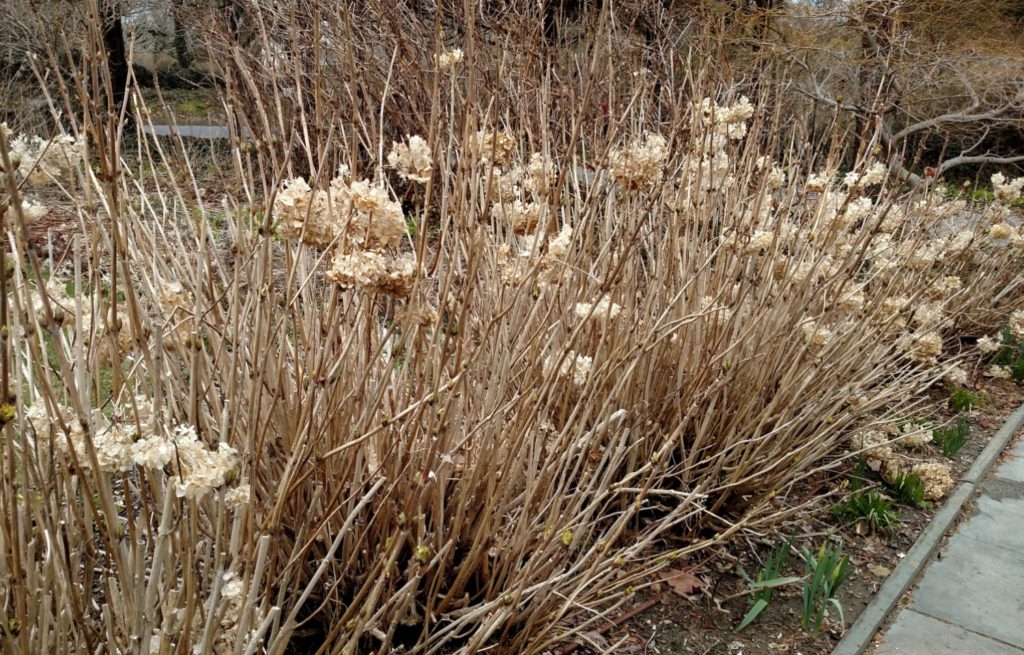 hydrangea in winter