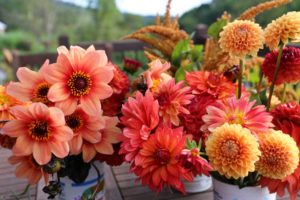 assortment of dahlias