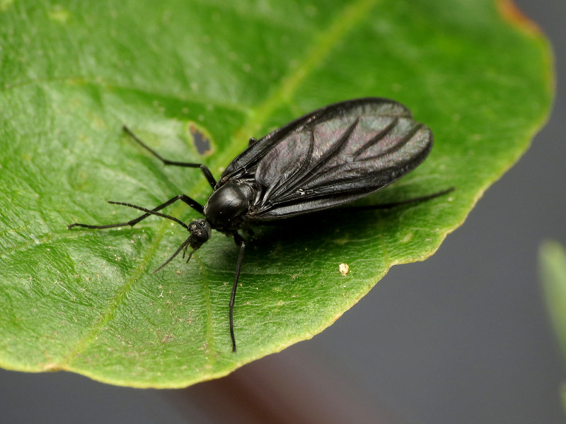 Fungus Gnats in Plants Look Like Little Flies—How to Kill Them