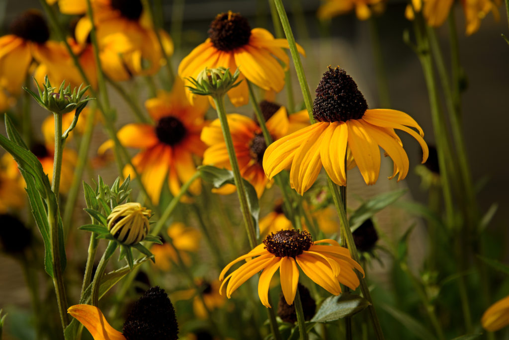 Black-eyed Susans growing