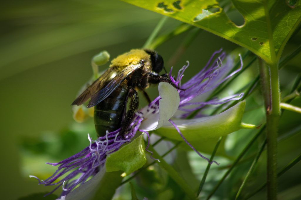 Bee pollinating flower