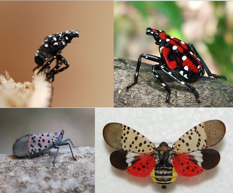 spotted-lanternfly-n-c-cooperative-extension