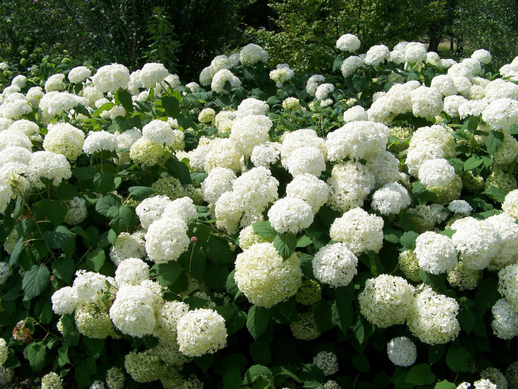 Chinese snowball viburnum