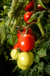 tomatoes on the vine