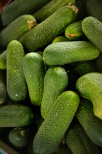 Fresh Cucumbers