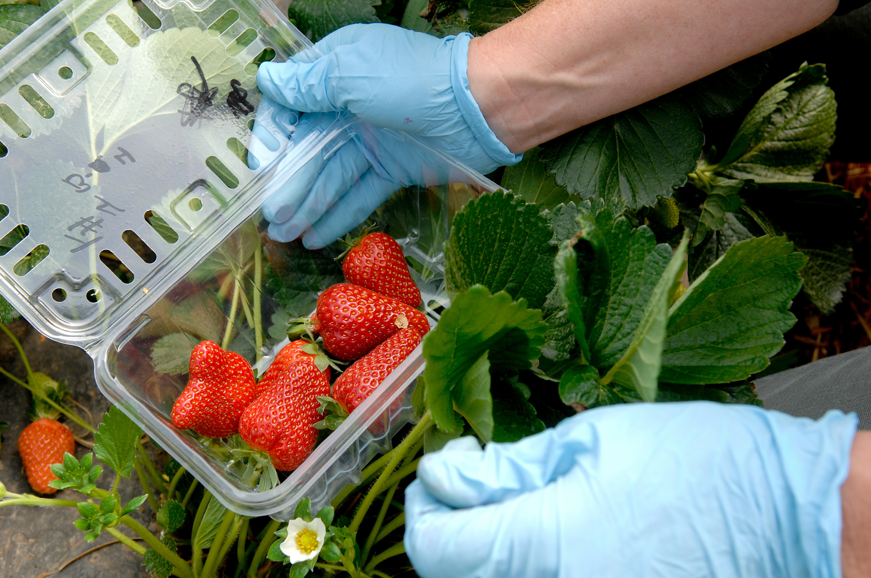 Strawberries being picked and put into containers with glove-covered hands