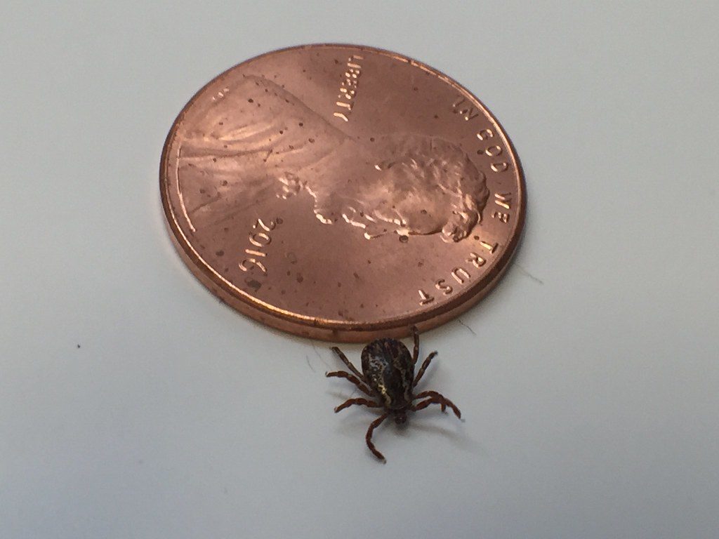 photo of tick next to penny for size comparison