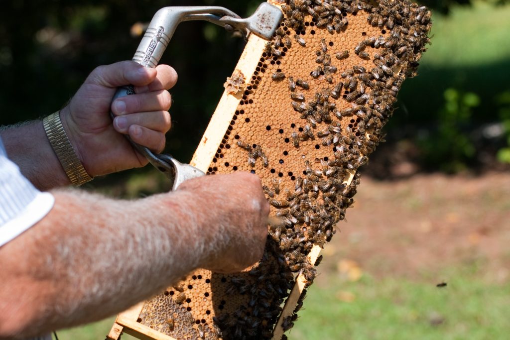 Beekeeper pulling comb with bees from hive
