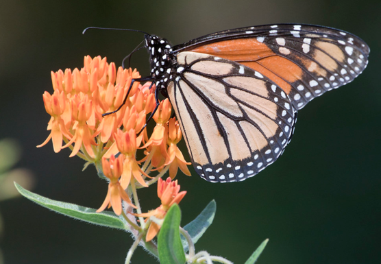 Monarch Butterfly on flower