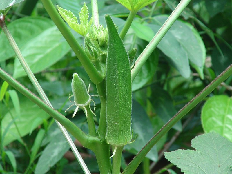 Basics for Growing Okra N.C. Cooperative Extension