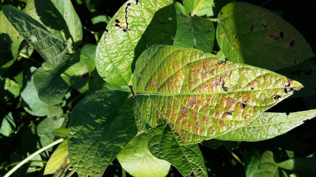 close up image of cercospora leaf blight on soybean leaf